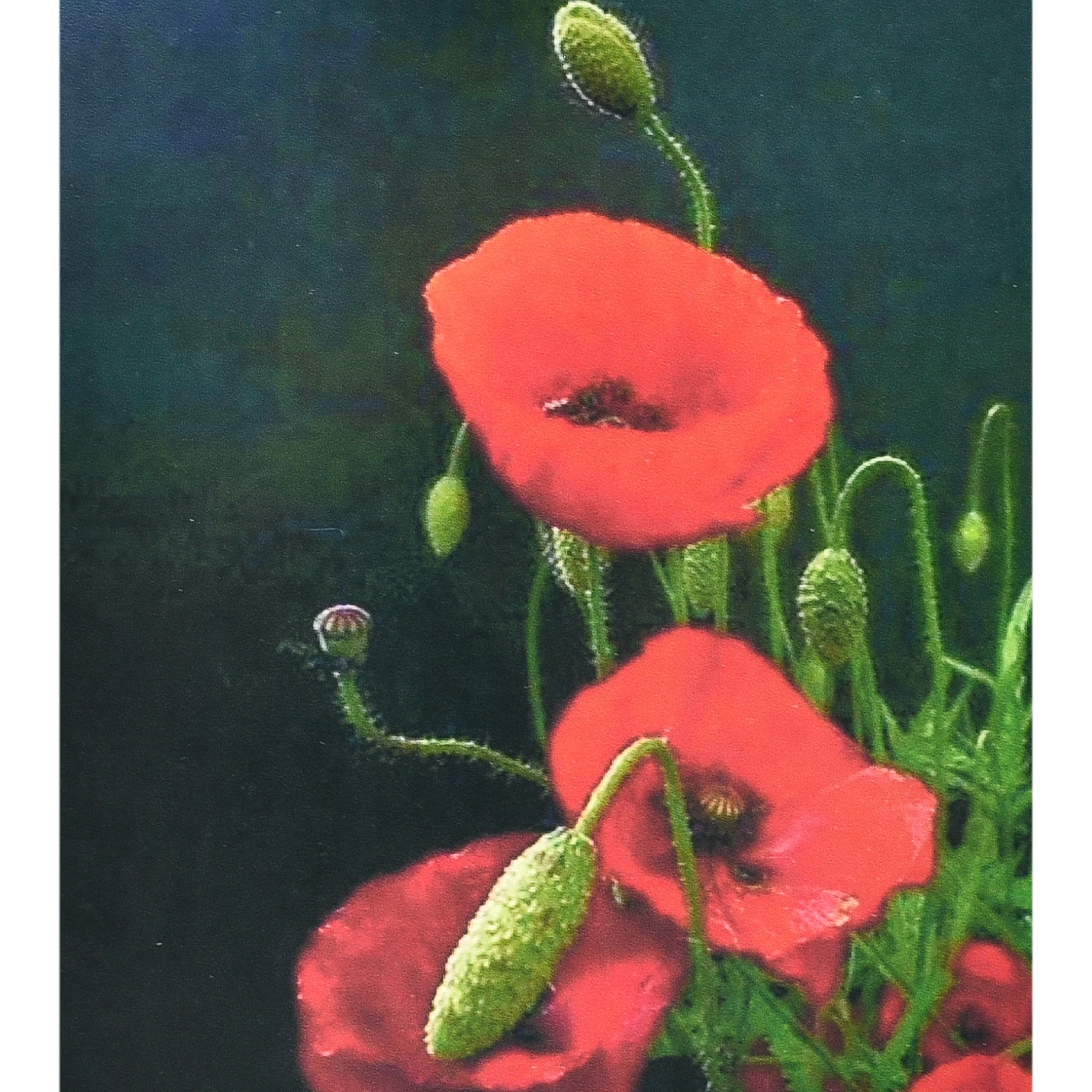 Mozaica cu Diamante 40x50 cm "Mac roșu"