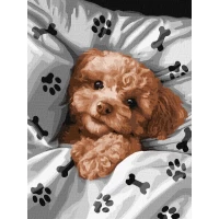 Tablou pe numere „Maltipoo draguț” 30x40cm KHO6538
